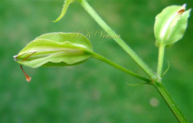  Calyx
